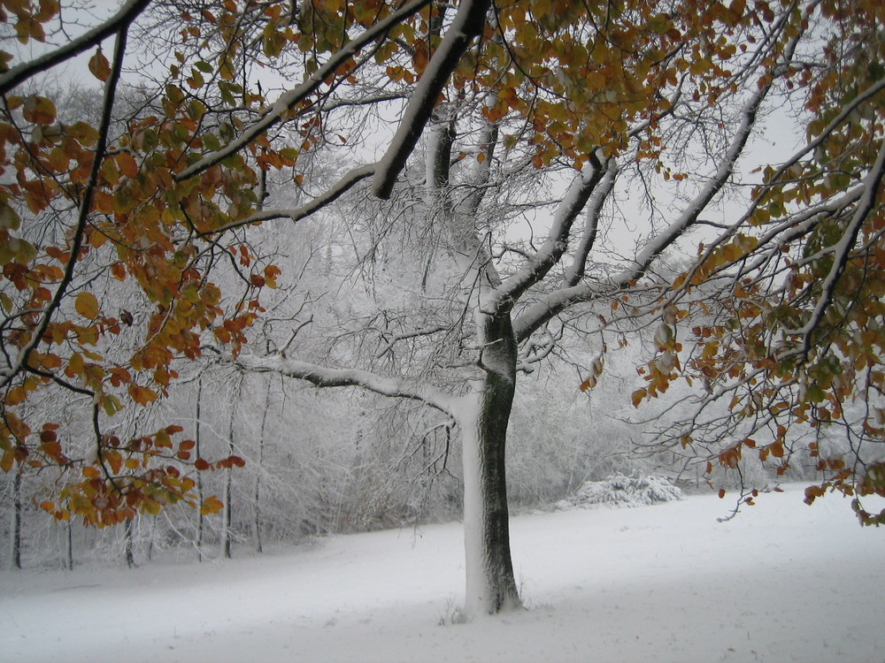 Herbst und Winter vereint im November