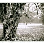 Herbst- und Winterbaum