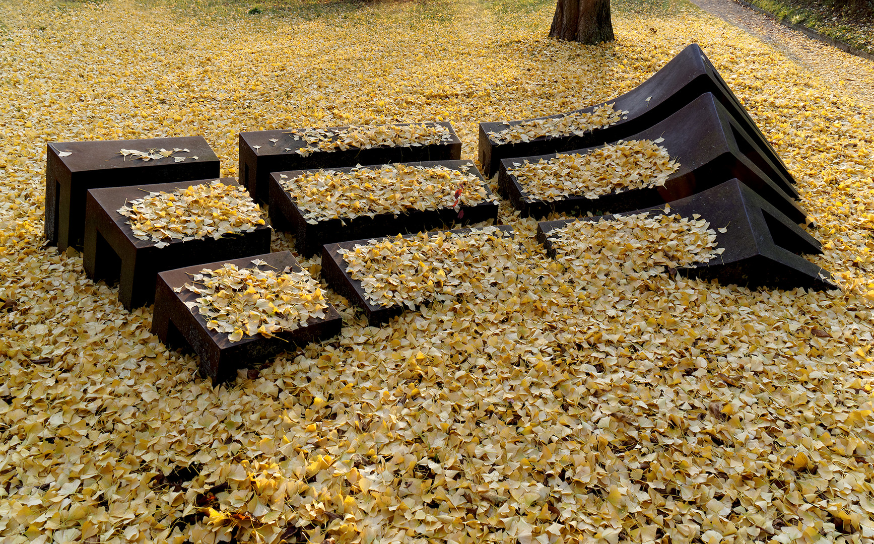 Herbst unten dem Ginkgo baum