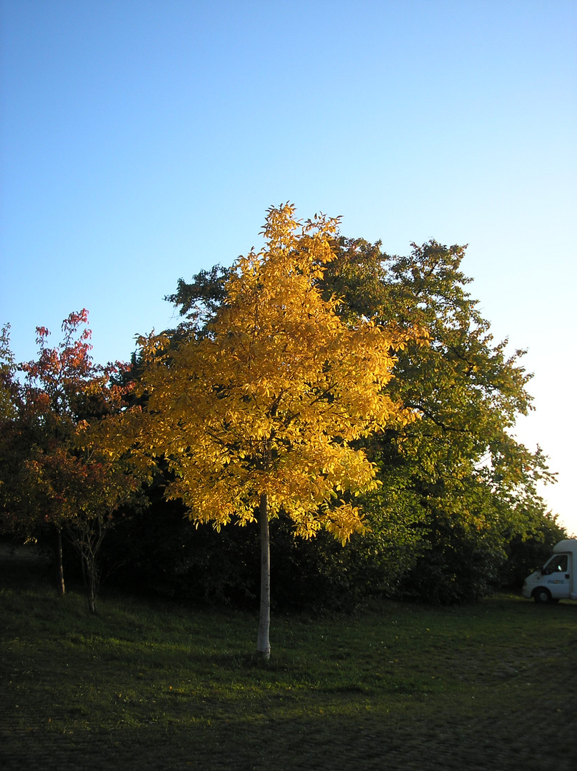 Herbst unter der Walberla