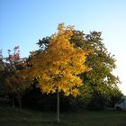 Herbst unter der Walberla