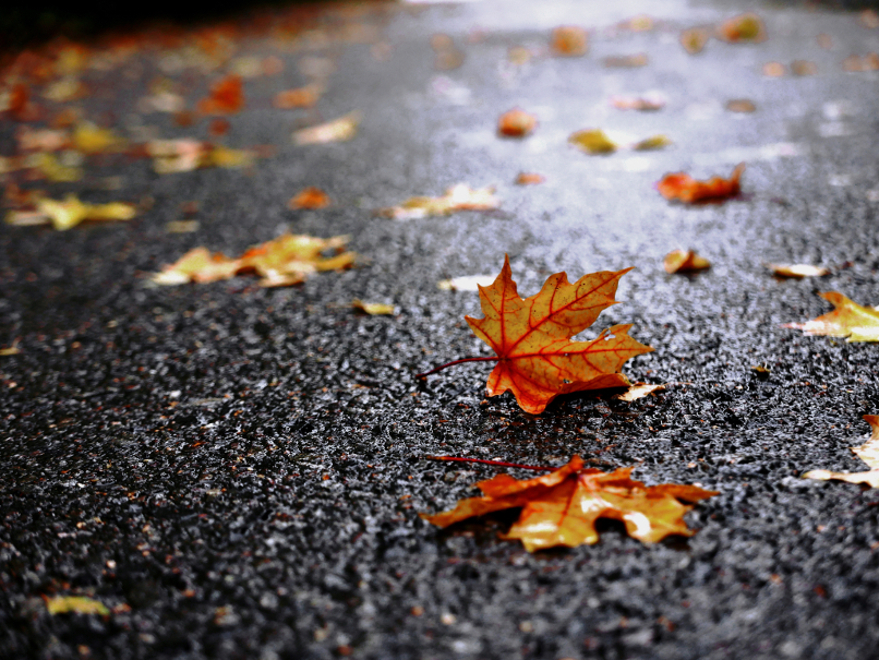 herbst unter meinen füßen