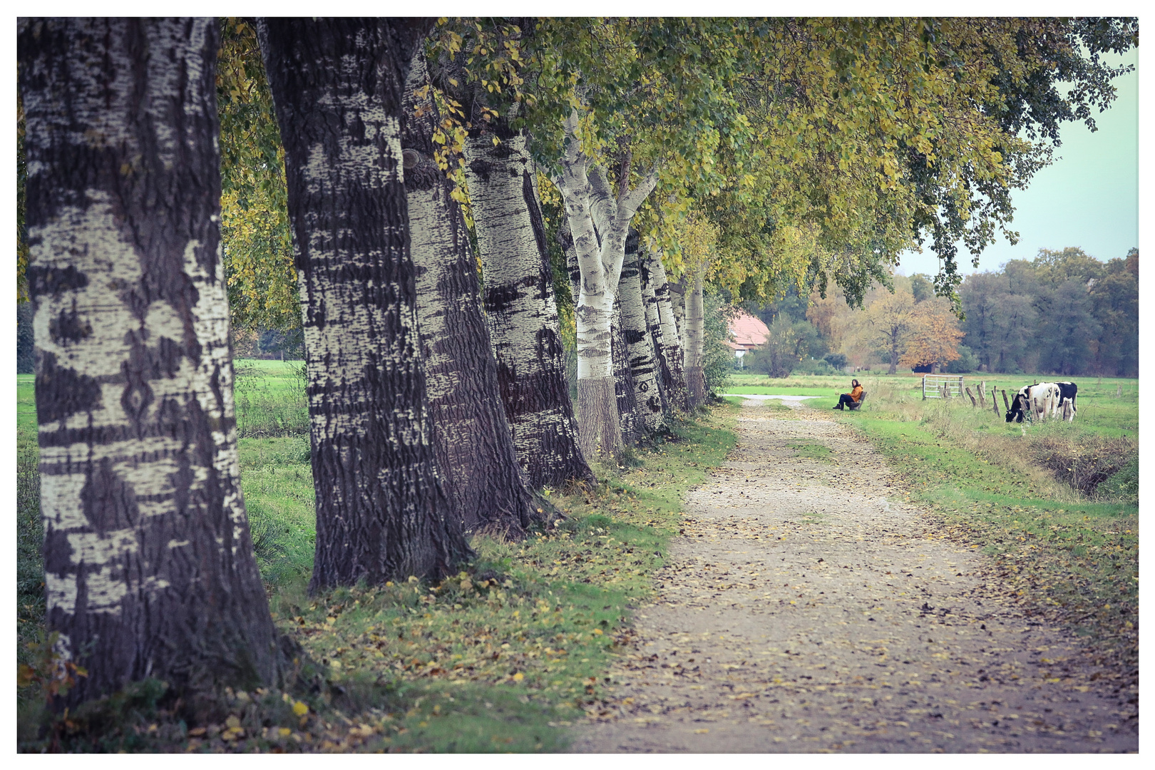 Herbst unter Zitterpappeln