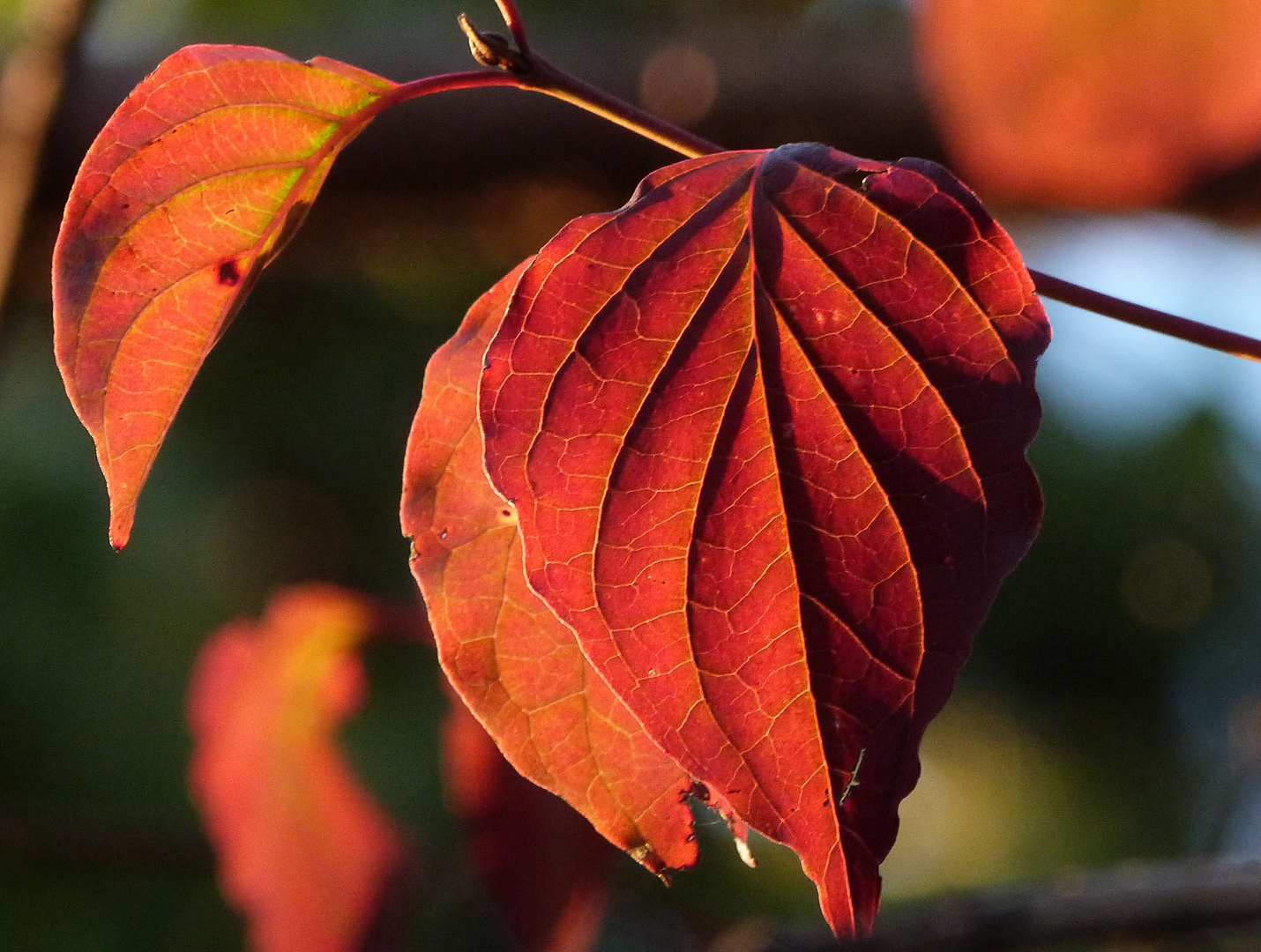 Herbst, Unterbacher See