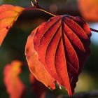 Herbst, Unterbacher See