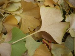 herbst unterm ginkgobaum 2