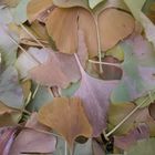 herbst unterm ginkgobaum