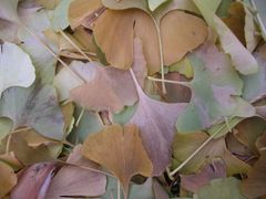 herbst unterm ginkgobaum