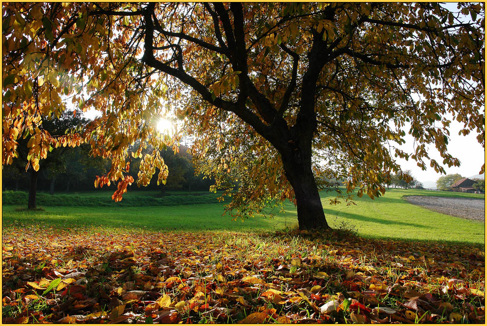 Herbst unterm Obstbaum