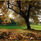 Herbst unterm Obstbaum