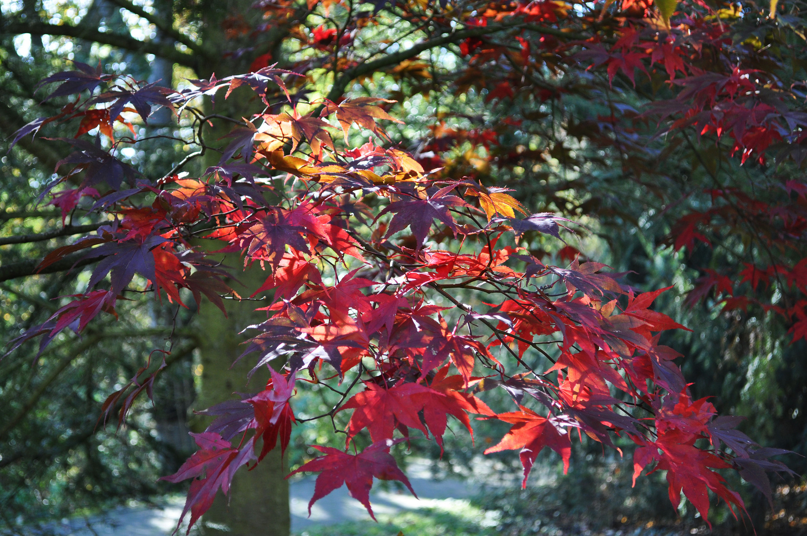 Herbst (V)