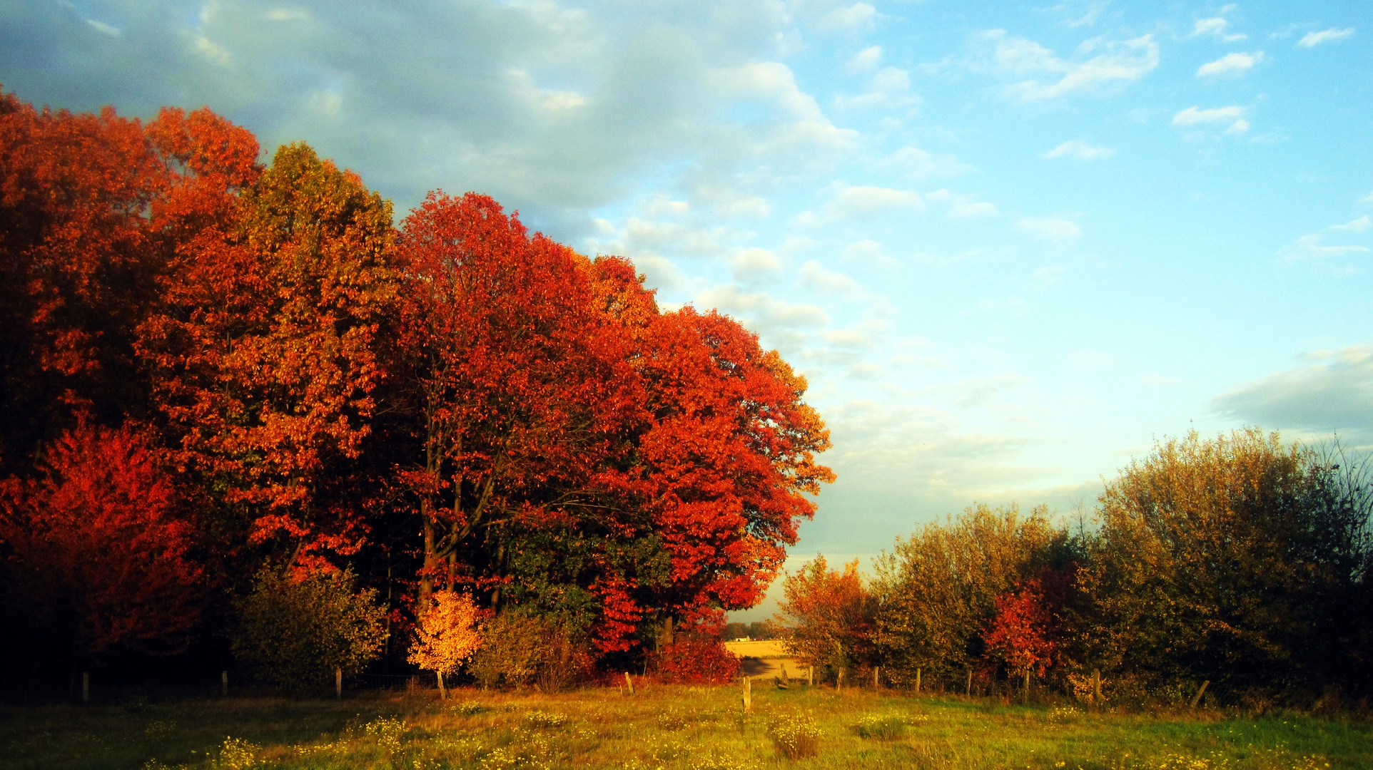 Herbst V