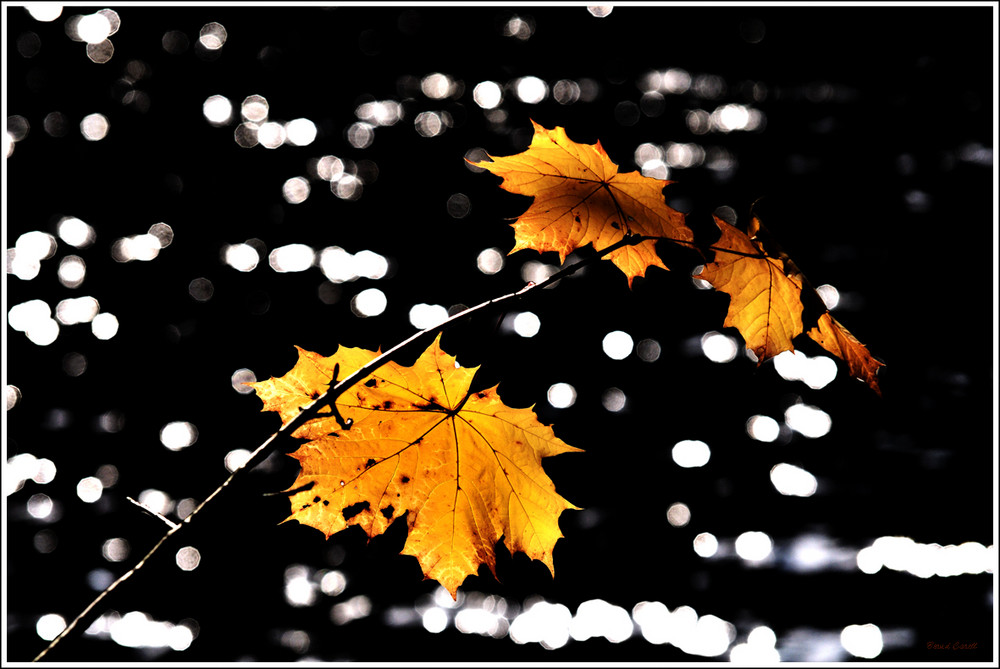 Herbst V / Blätter I