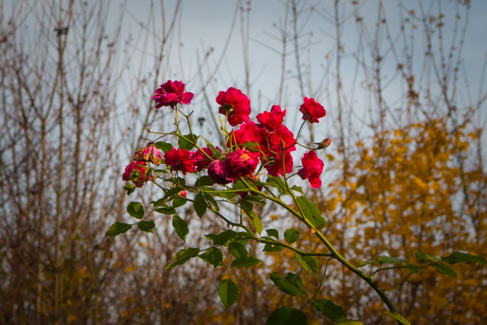 Herbst: vergängliche Schönheit