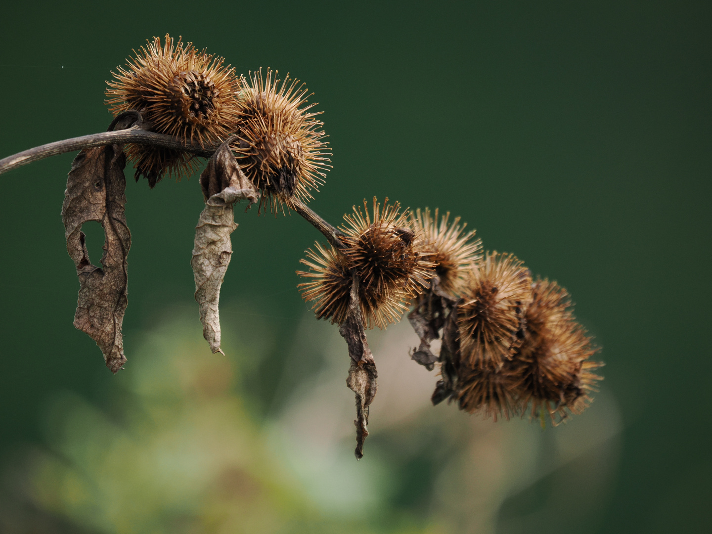 HERBST…. Vergänglichkeit 