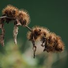 HERBST…. Vergänglichkeit 