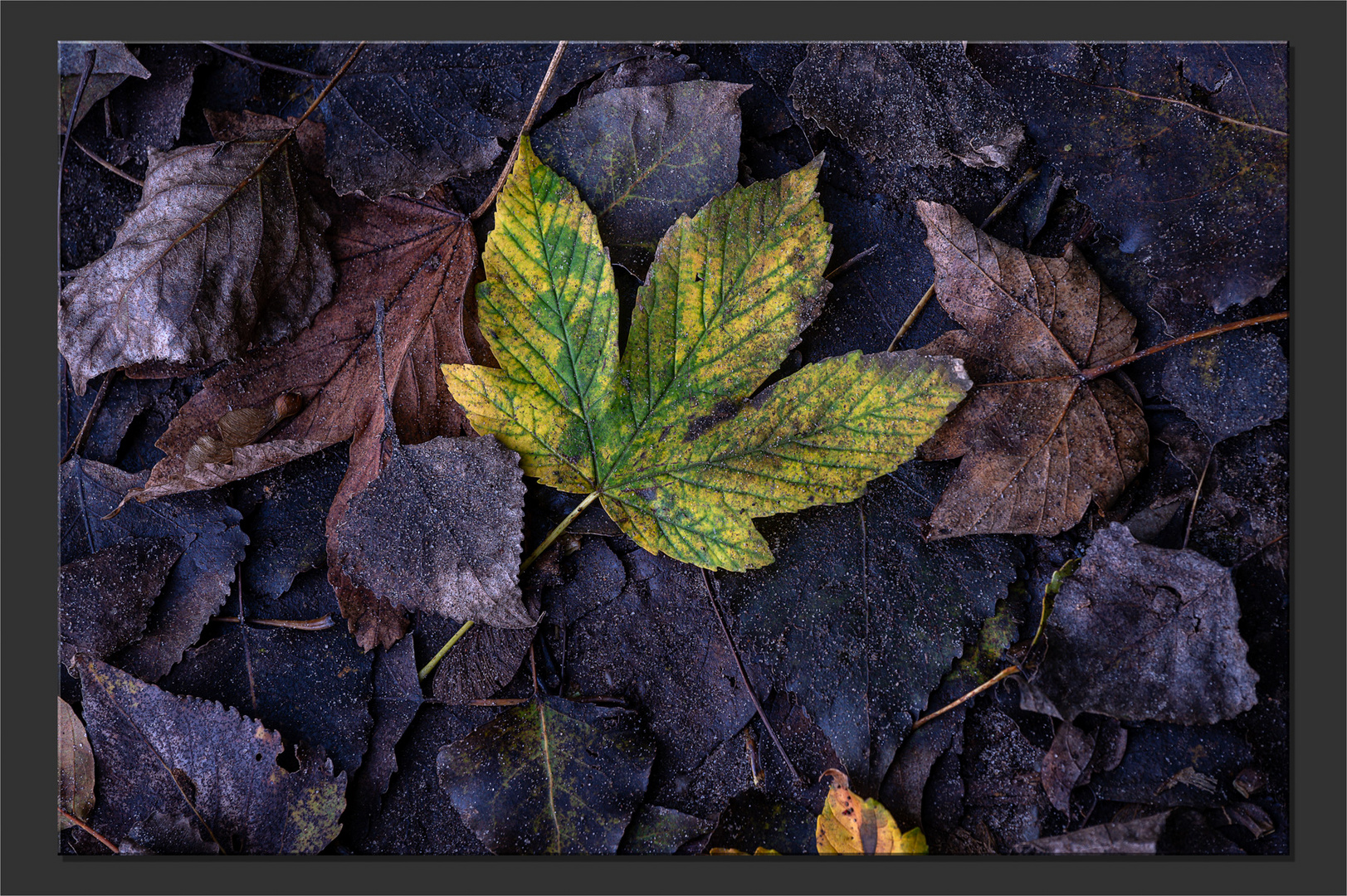 Herbst Vergänglichkeit