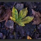 Herbst Vergänglichkeit