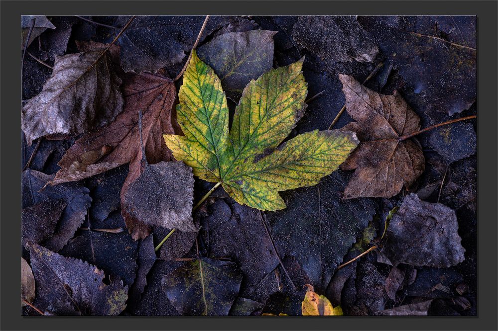 Herbst Vergänglichkeit