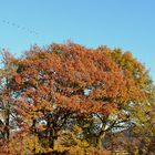 Herbst-Versteck (Burg Nideggen)