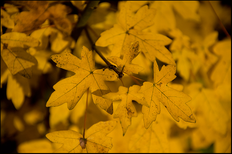 Herbst VI