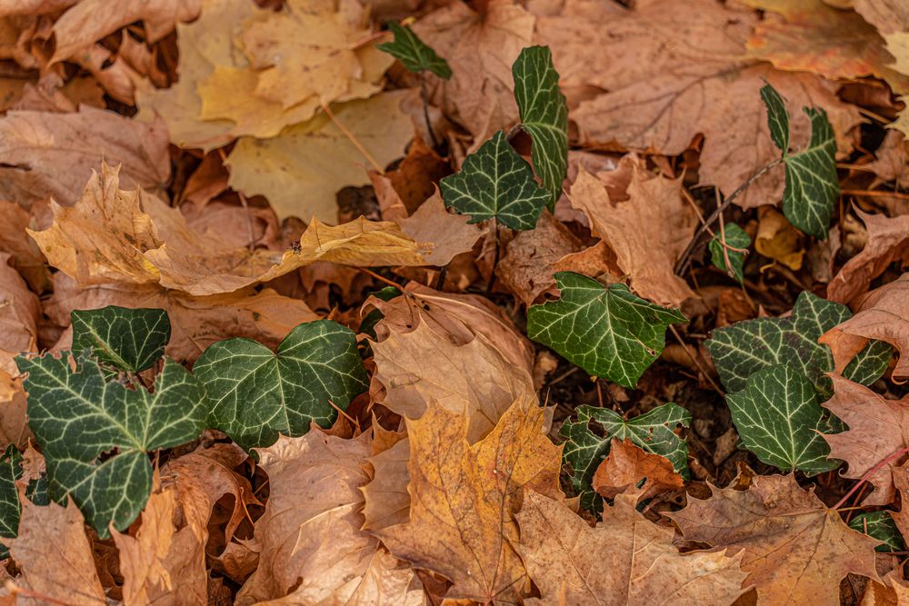 Herbst VI