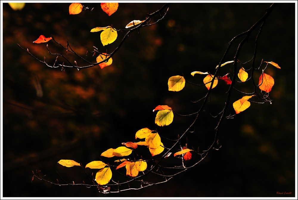 Herbst VI / Blätter II