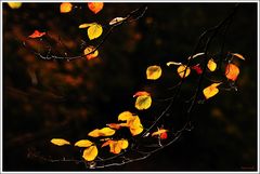 Herbst VI / Blätter II