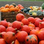 Herbst: Vielfalt der Kürbisse