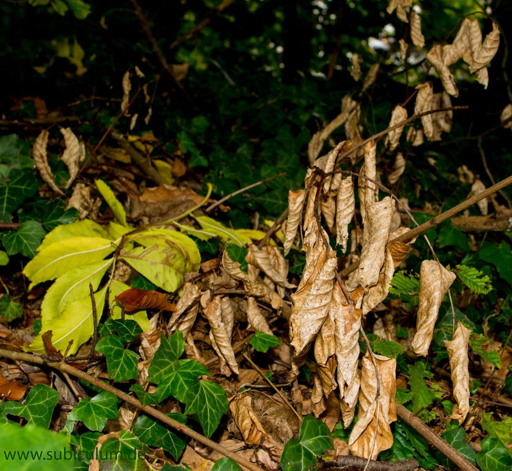 Herbst vom Vorjahr