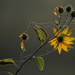 HERBST VON HINTEN