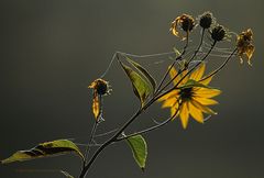 HERBST VON HINTEN