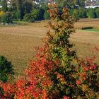 Herbst von oben