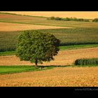 Herbst von rechts