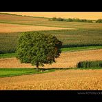 Herbst von rechts