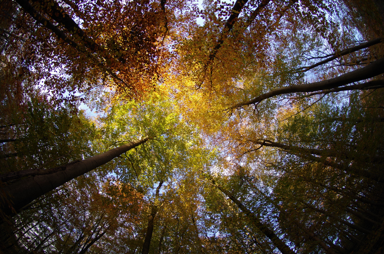 Herbst von Unten