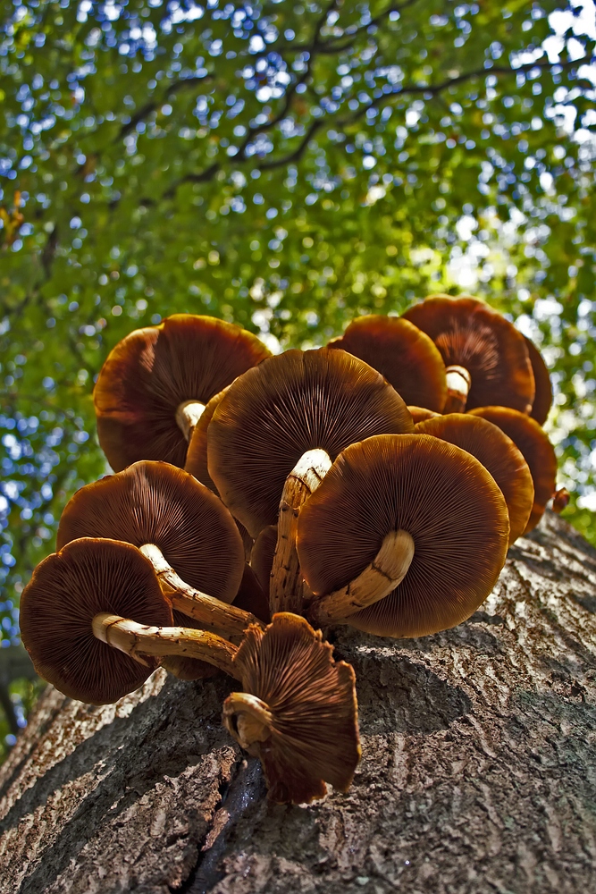 Herbst von unten