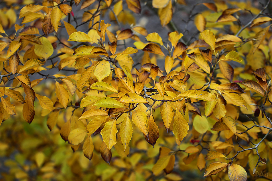 Herbst vor Balkonien