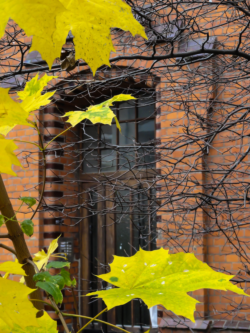 Herbst vor der Haustür - Hannover-Nordstadt