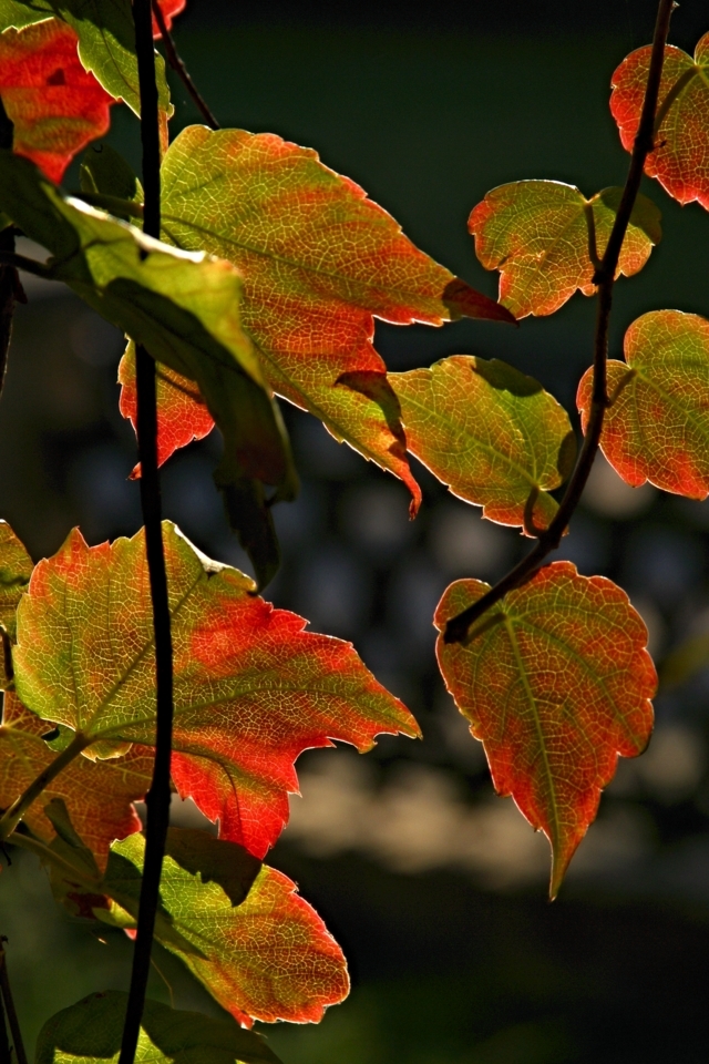 Herbst vor meinem Fenster