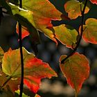 Herbst vor meinem Fenster