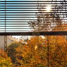 Herbst vor meinem Fenster