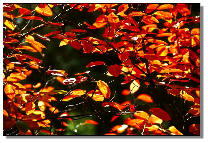 Herbst vor meiner Haustür