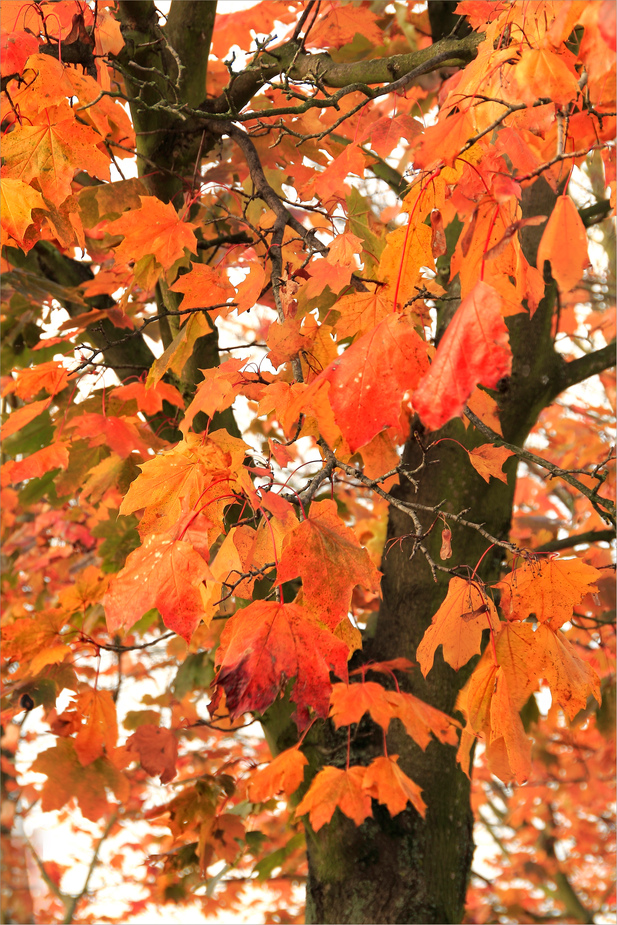 Herbst vor meiner Tür