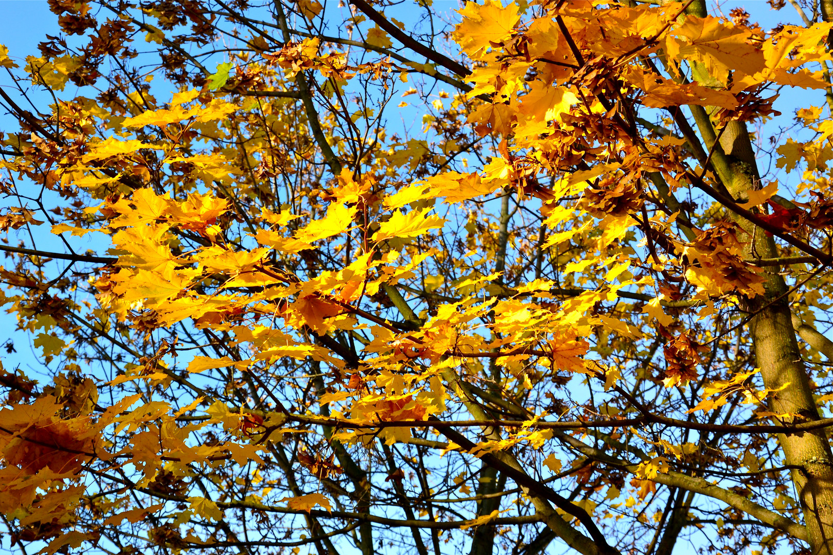 Herbst vor meiner Wohnung (1)