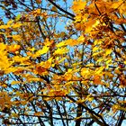 Herbst vor meiner Wohnung (1)