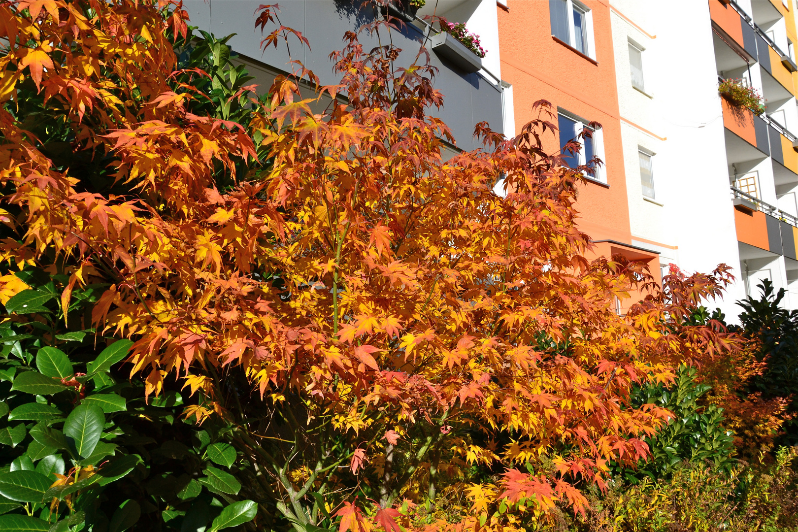 Herbst vor meiner Wohnung (2)