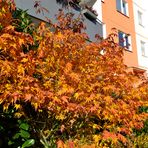 Herbst vor meiner Wohnung (2)