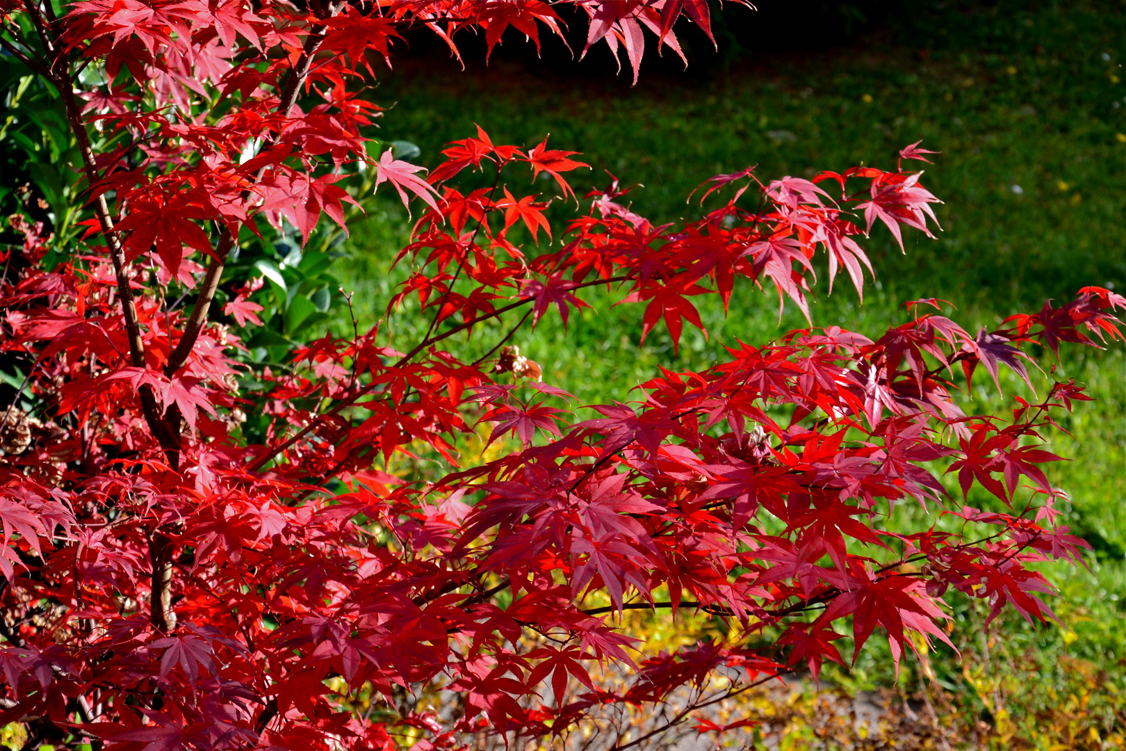 Herbst vor meiner Wohnung (3)