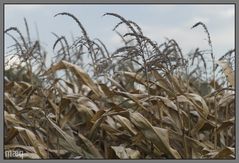 Herbst vor Niedersachsen